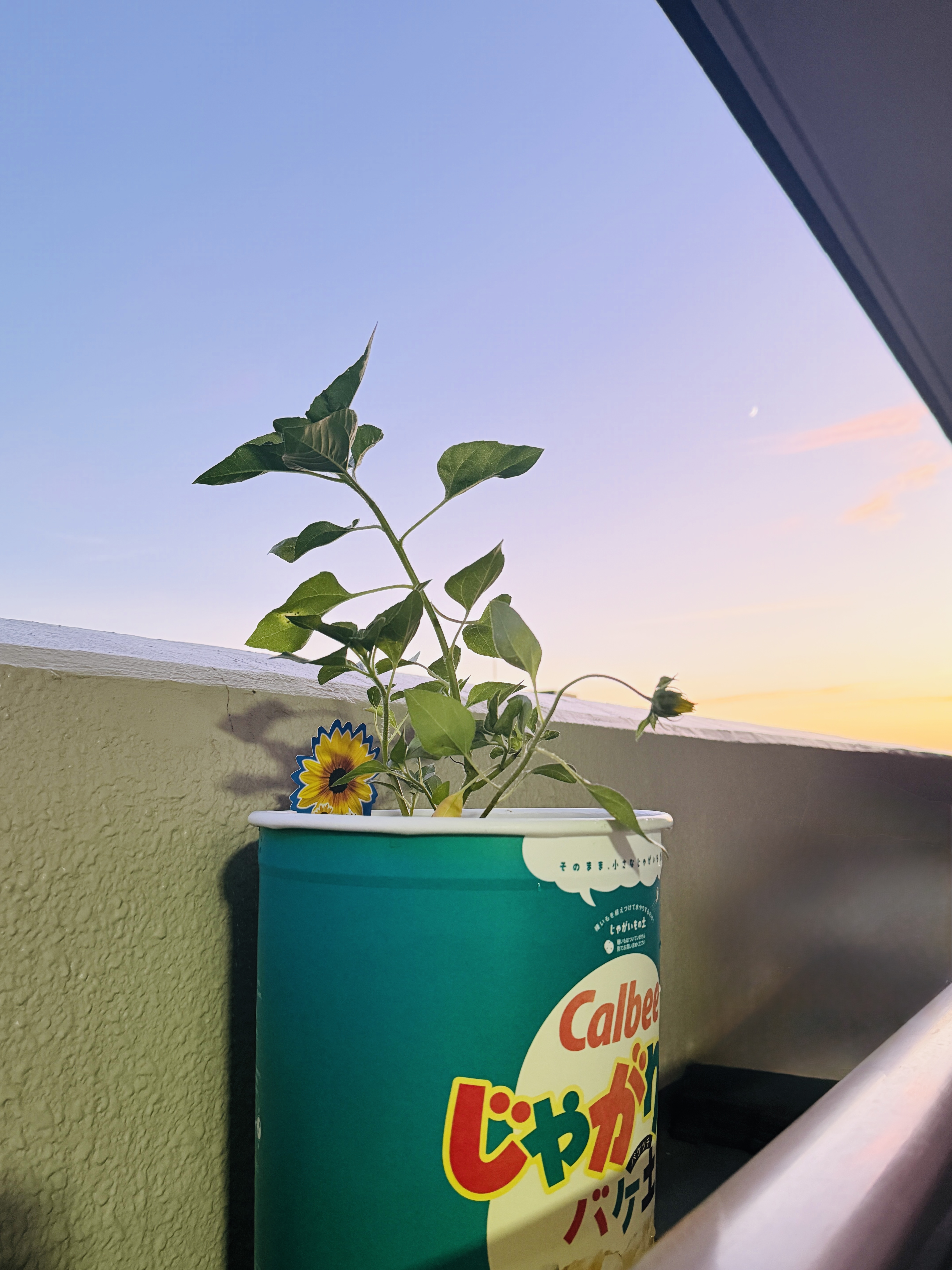 じゃがりこの空き容器で育てたひまわりの写真